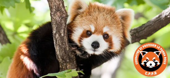 Know and Protect the Red Panda (Donation)