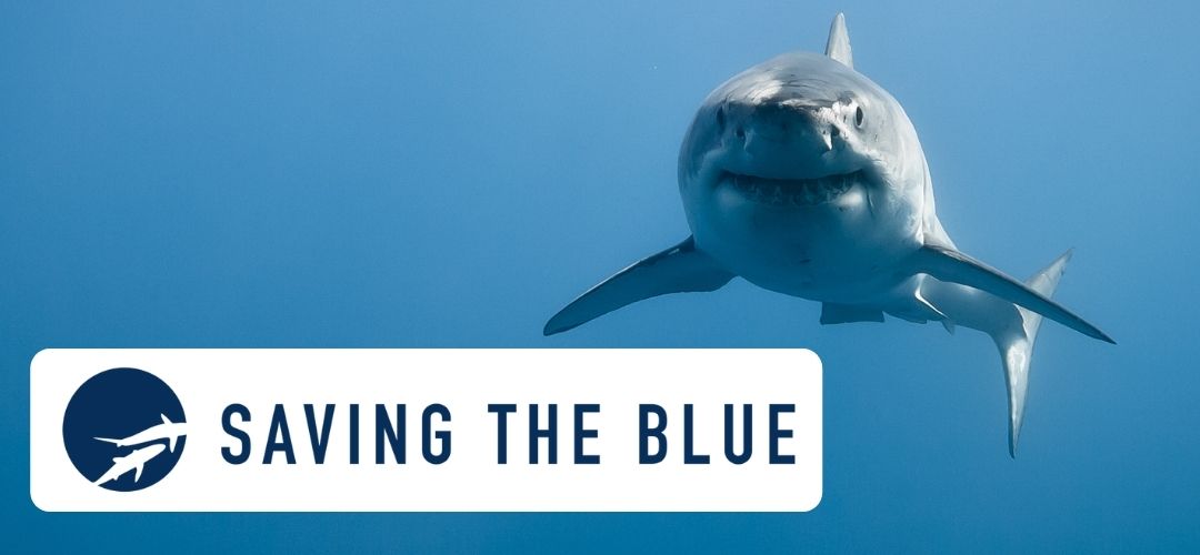 Saving The Blue